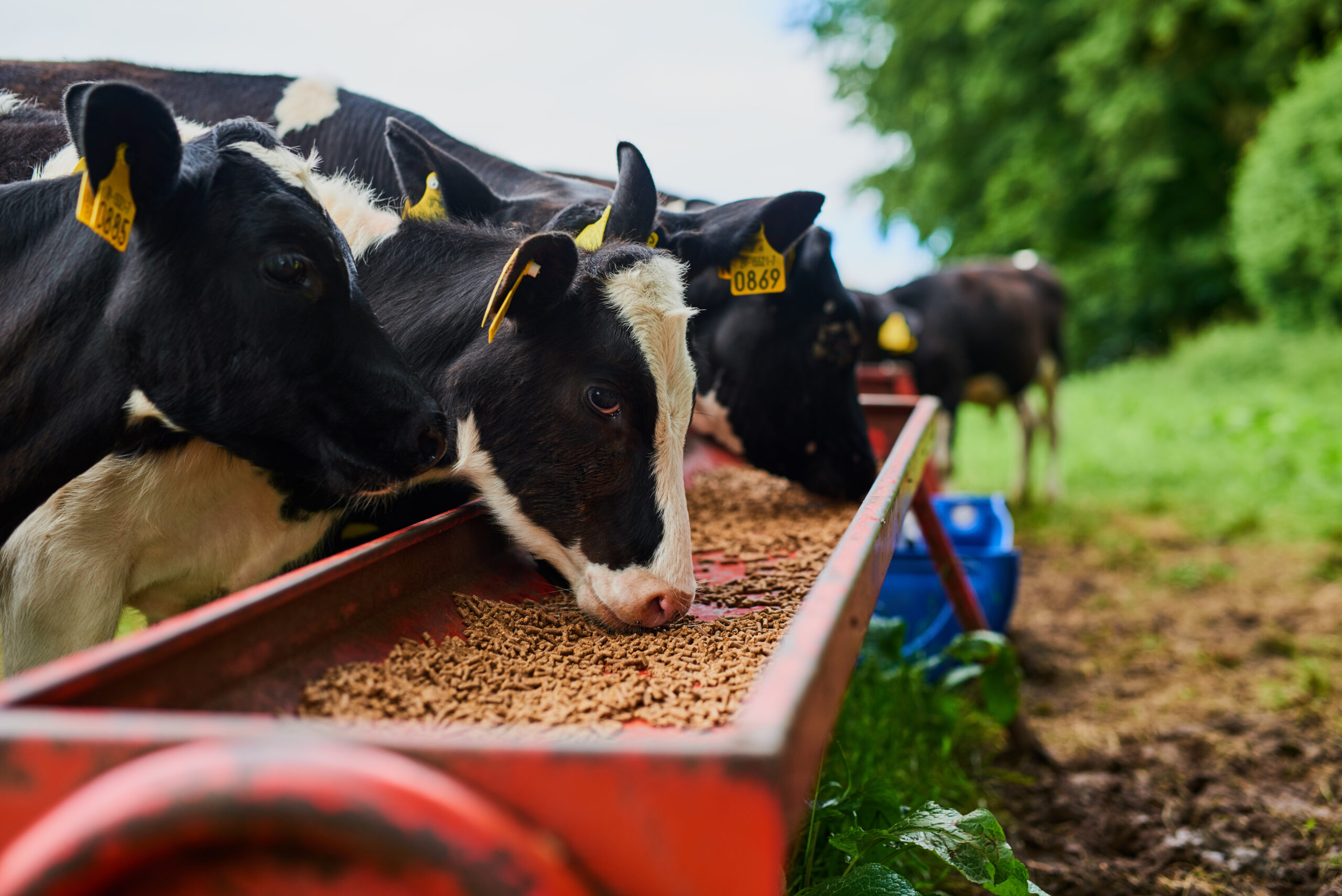 dairy cows feeding at a trough